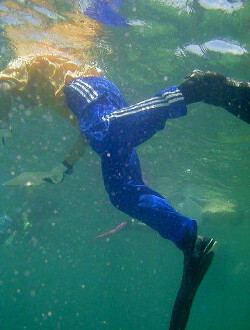 underwater scientists